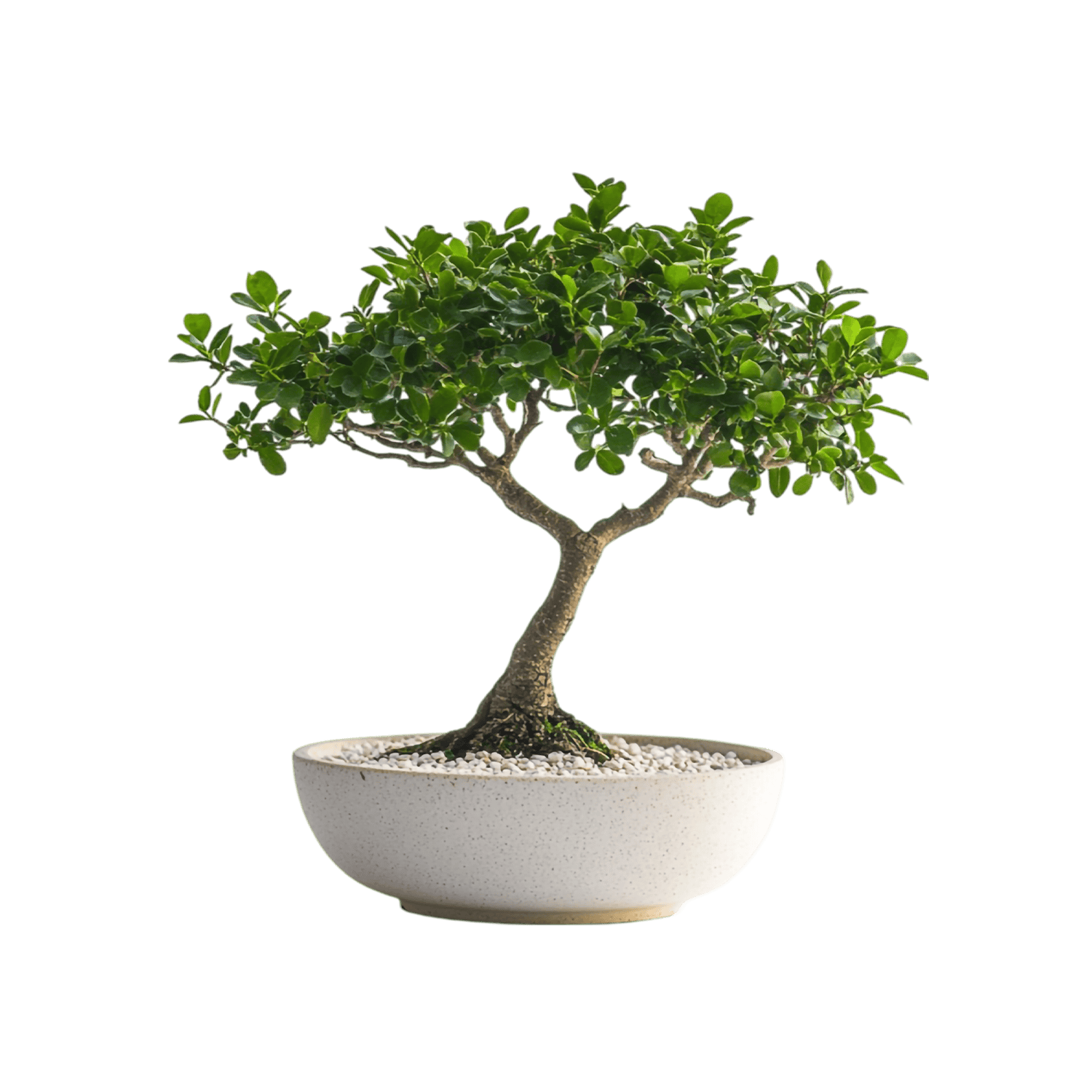 catalog-categories-flowers-plants-indoor-plants-bonsai-bonsai-03-bonsai-03.png - 15128ead