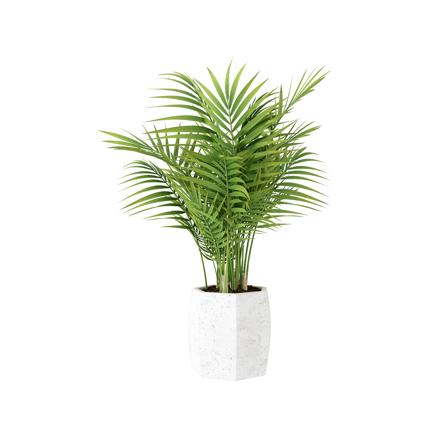 catalog-categories-home-furniture-home-decor-plant-decor-plant-decor-04-plant-decor-04-1.png - 9fe81a48