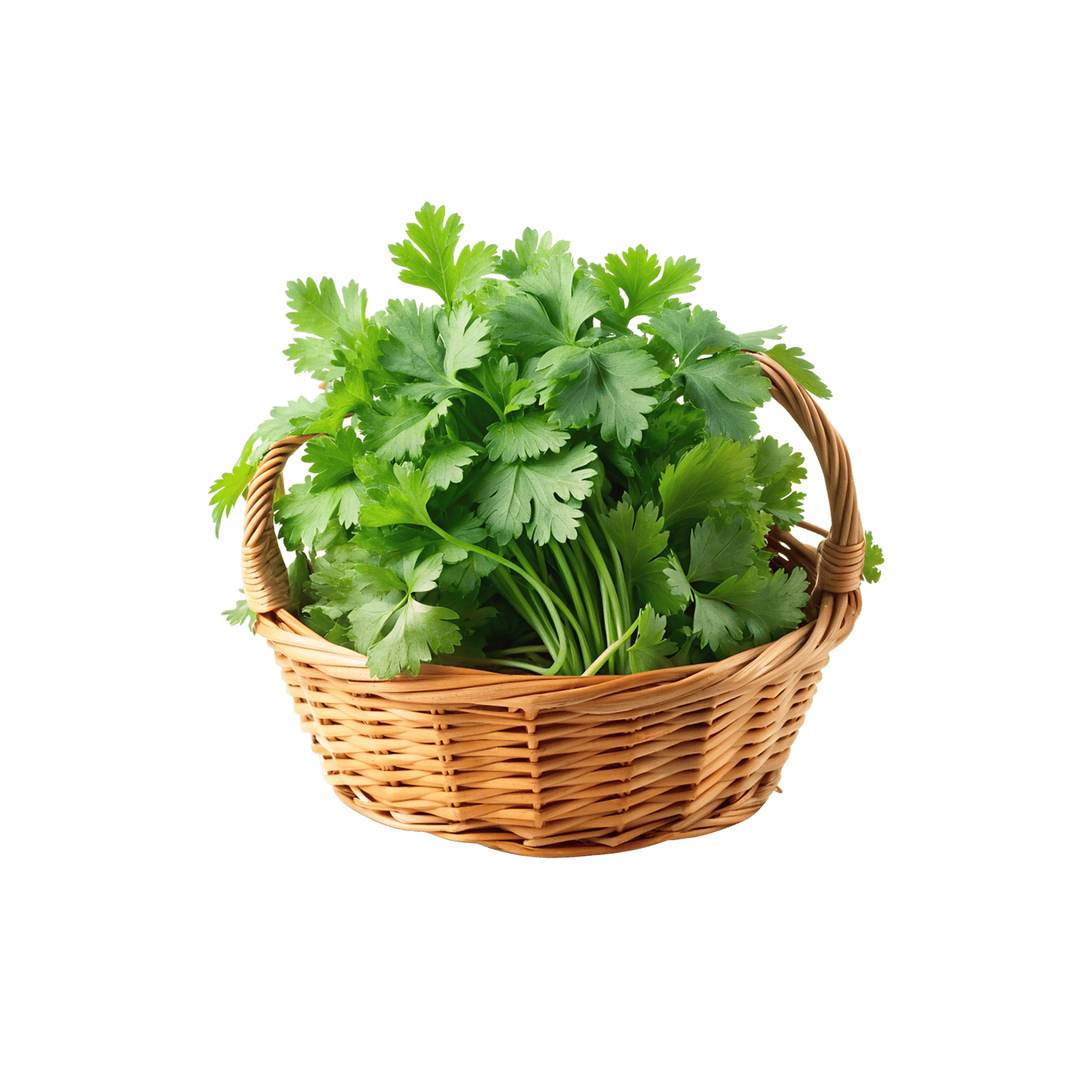 catalog-categories-supermarket-produce-vegetables-coriander-coriander.png - 0f5542cb