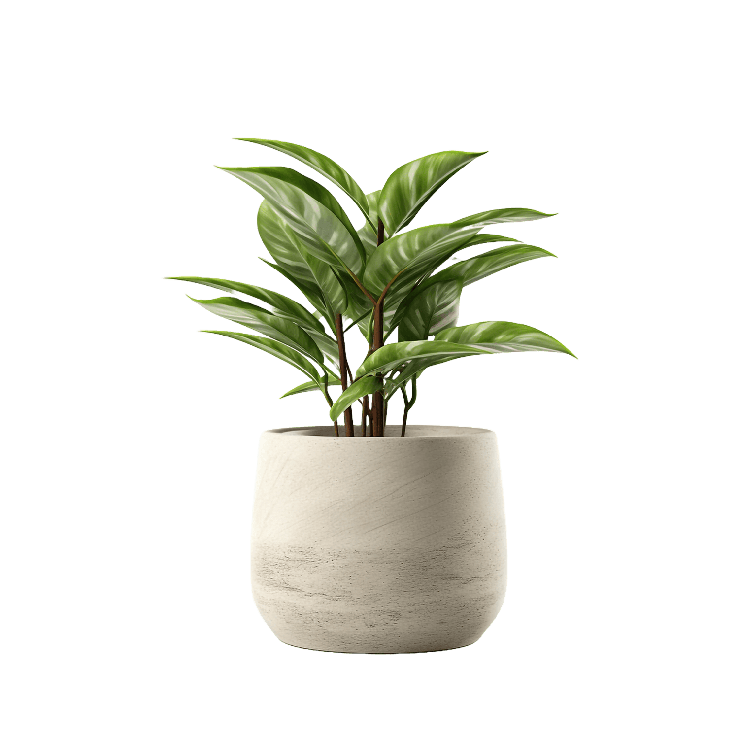 Decorative Plants - 141fec27
