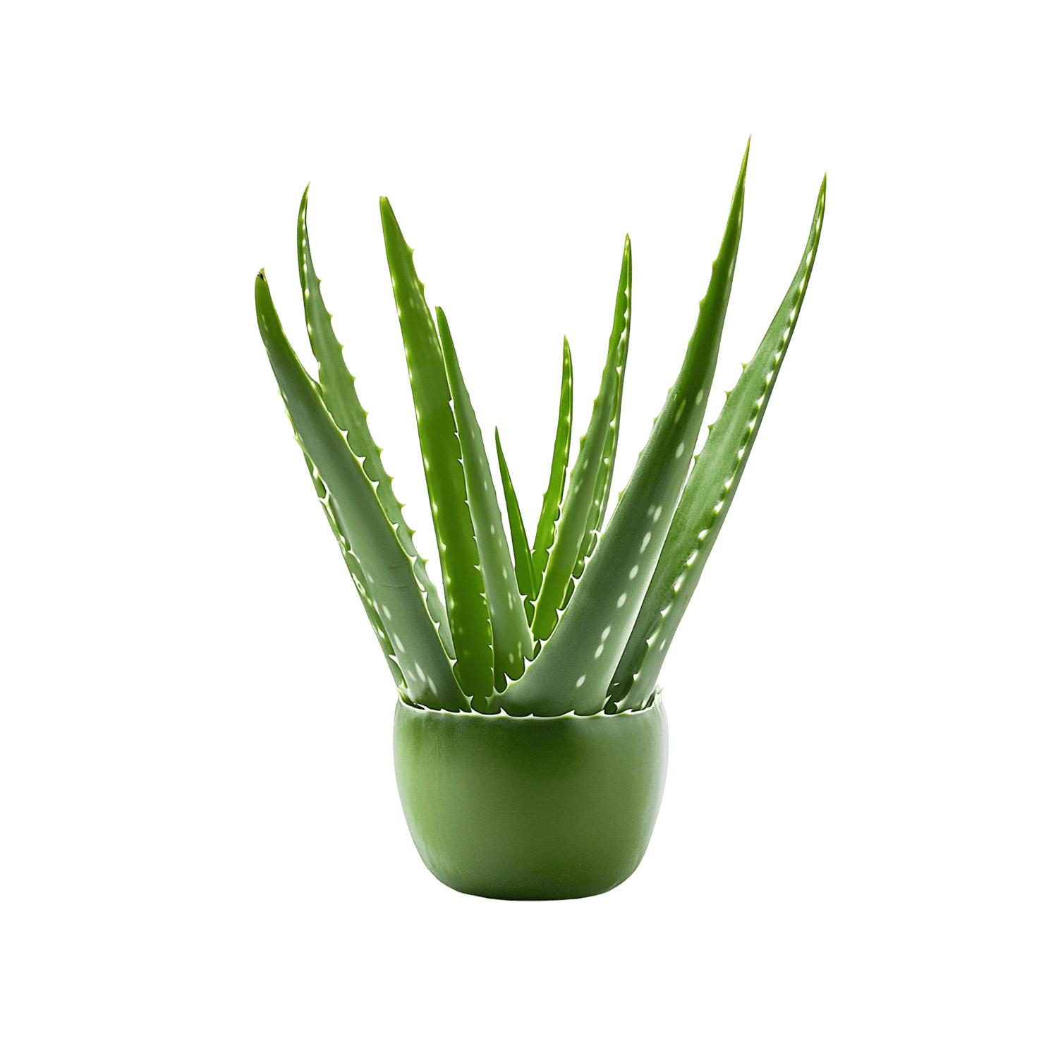 Succulents - a8ed3373