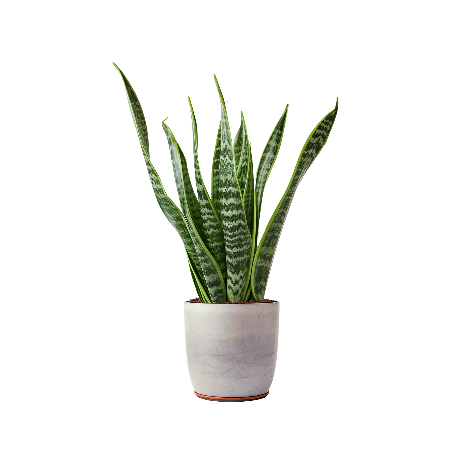 Indoor Plants - c7f6cd13