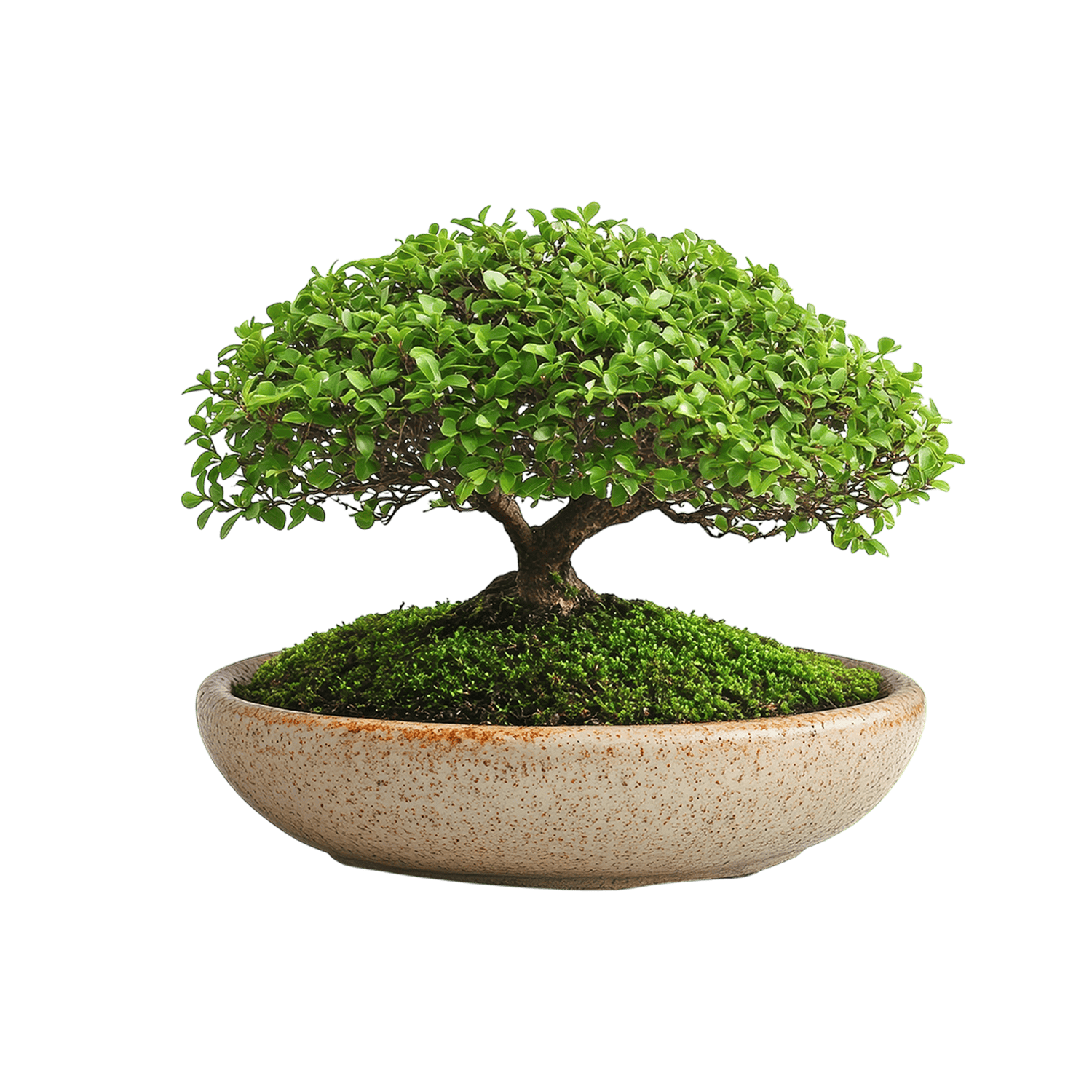 catalog-categories-flowers-plants-indoor-plants-bonsai-bonsai-02-bonsai-02.png - c3f21fa2