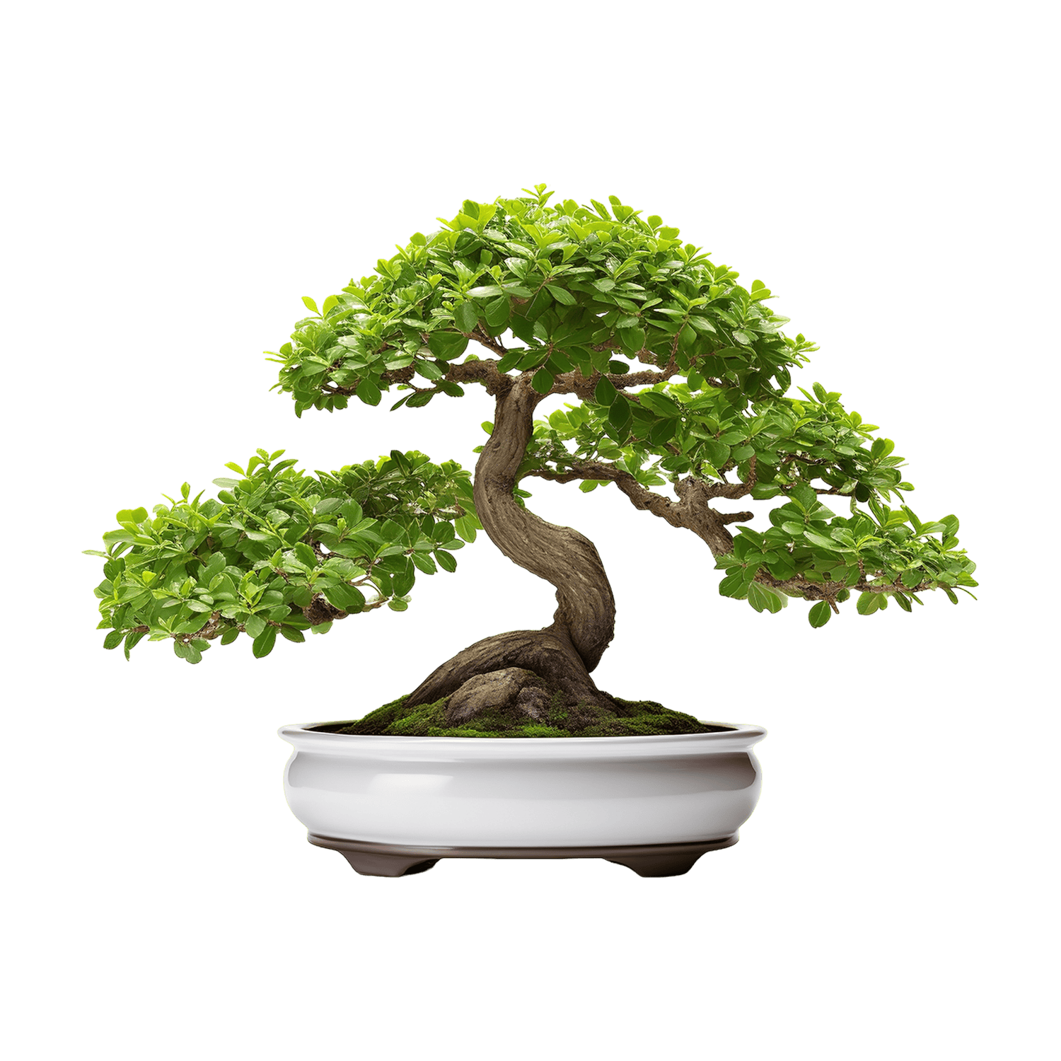 catalog-categories-flowers-plants-indoor-plants-bonsai-bonsai-04-bonsai-04.png - 96256138