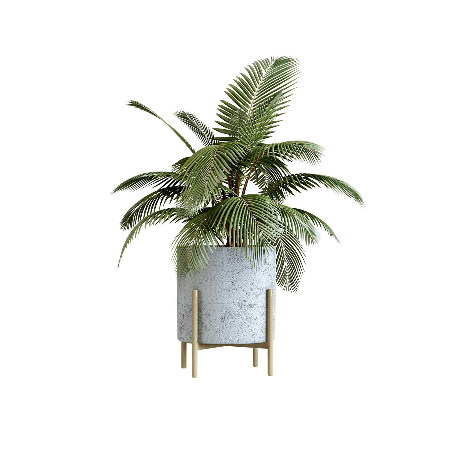 catalog-categories-flowers-plants-indoor-plants-decorative-plants-mini-palm-tree-mini-palm-tree.png - dce5db26