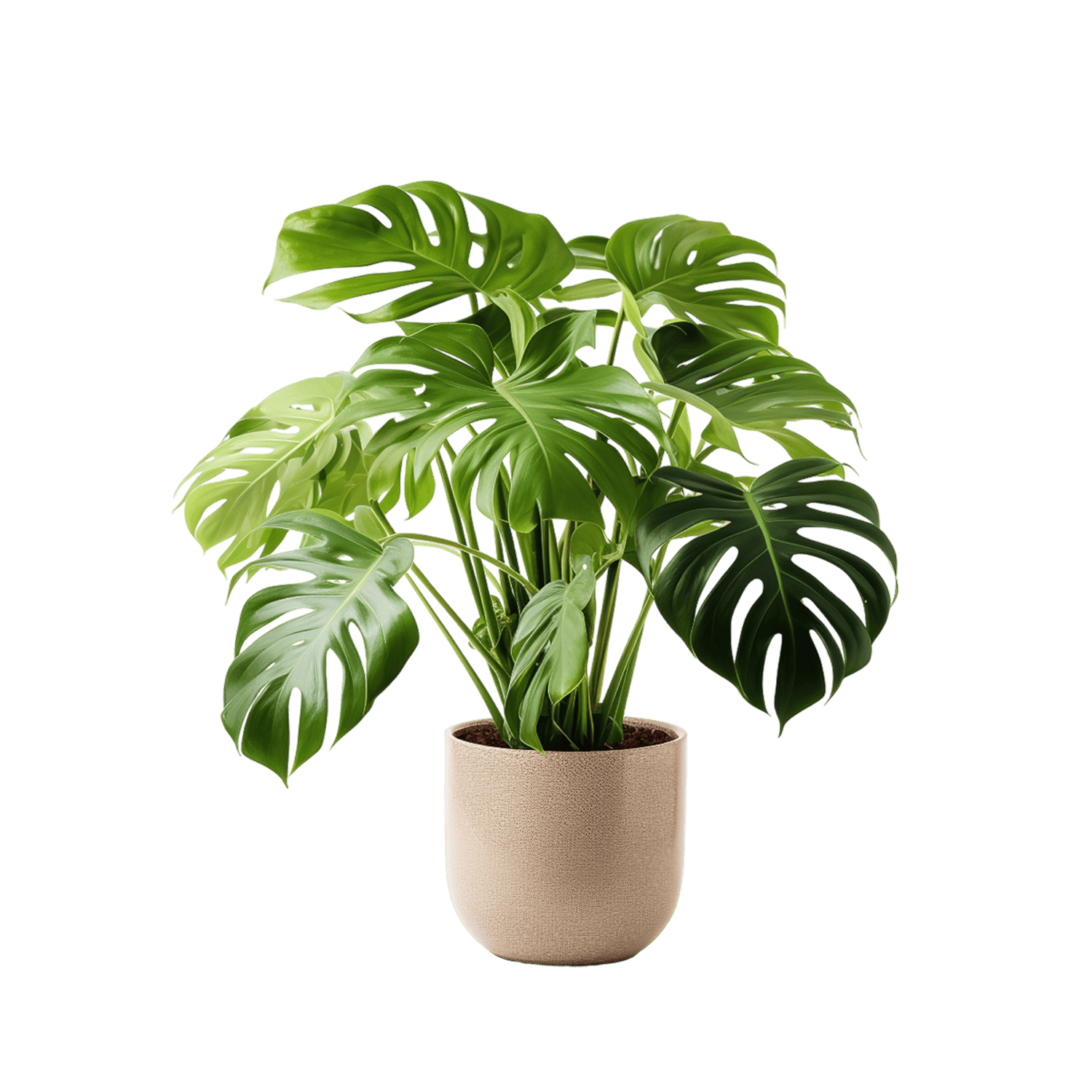 catalog-categories-flowers-plants-indoor-plants-decorative-plants-monstera-monstera.png - 4273a7a5