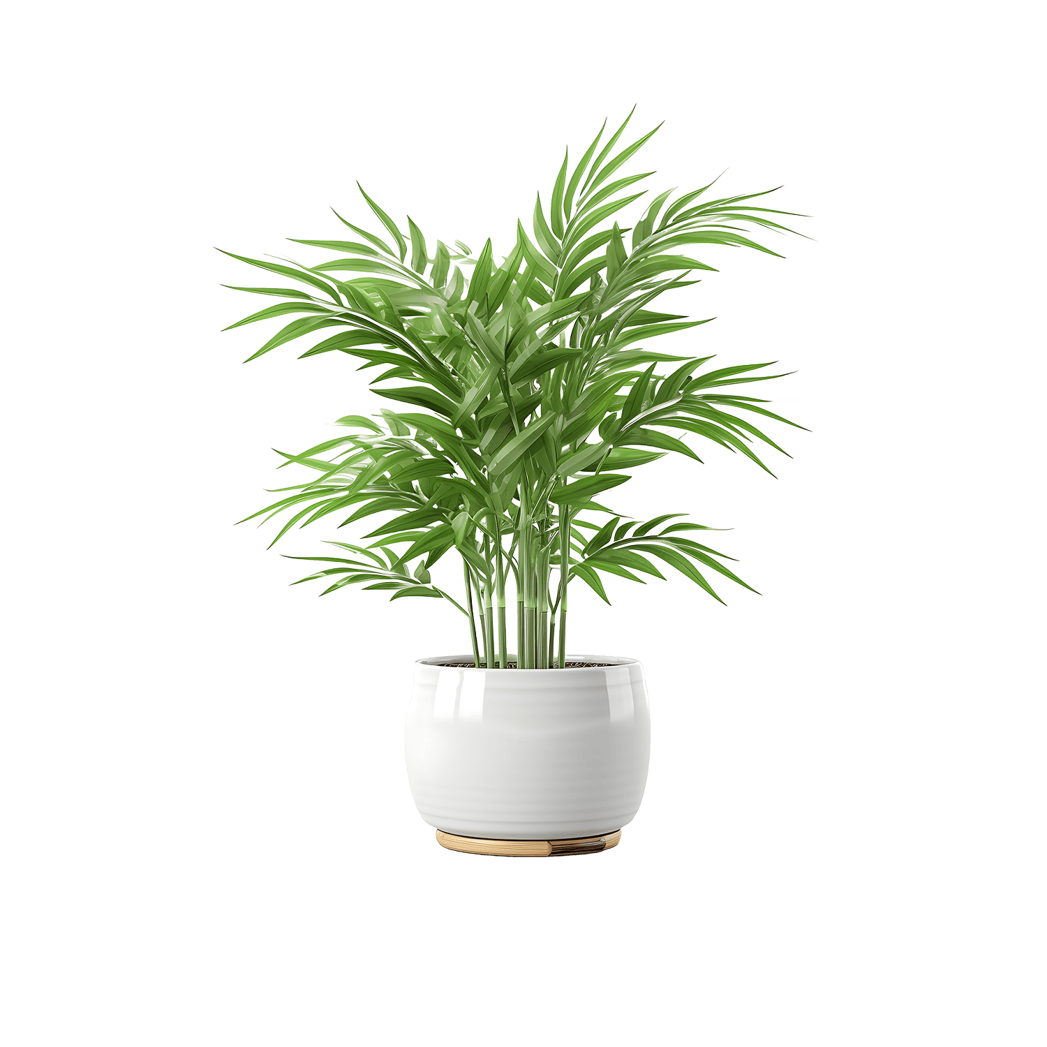 catalog-categories-home-furniture-furniture-home-office-office-decor-desk-plant-01-desk-plant-01.png - 46fc4aa1